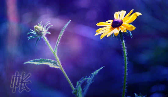 ��Ŀ�Ľ��ͼ����