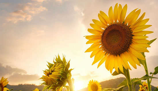 �������ļӷ���˵�θ�