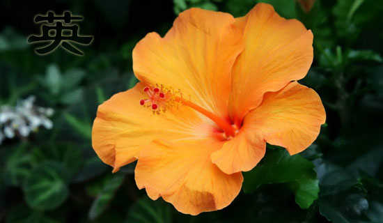 英文日记撰写攻略