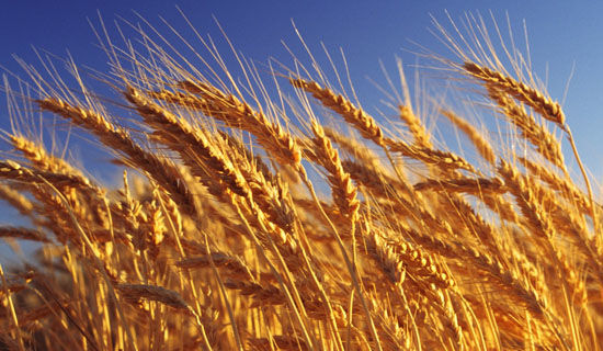 ���ڼ��ڵ��ջ���ռ�