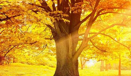 �������ࡶ���۳�������˵�θ�