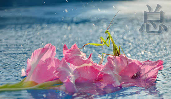 ������Ϊ����ʫ��