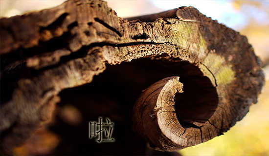 ��ž��ž���顷���а��Ķ����汾����