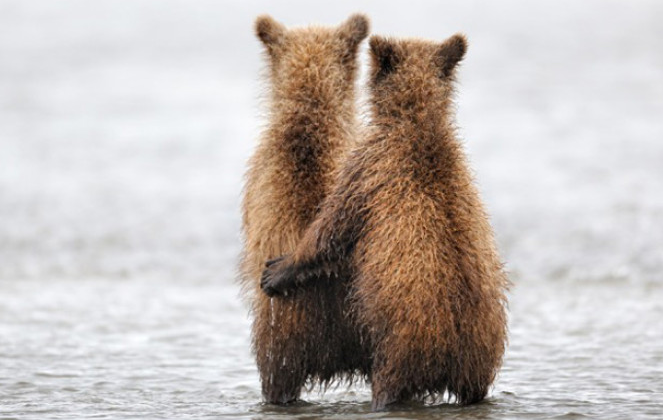 ΢���а��ĸ���ǩ��