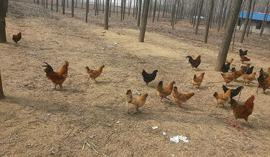 �����Ҽ��µ����ɢ��