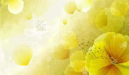 ��Сƽ��Ư800��Ĺ���