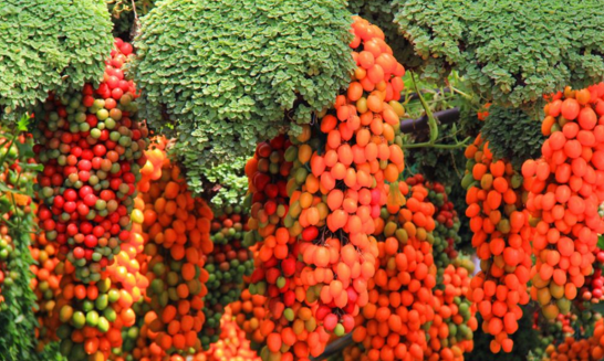 硕果累累的近义词