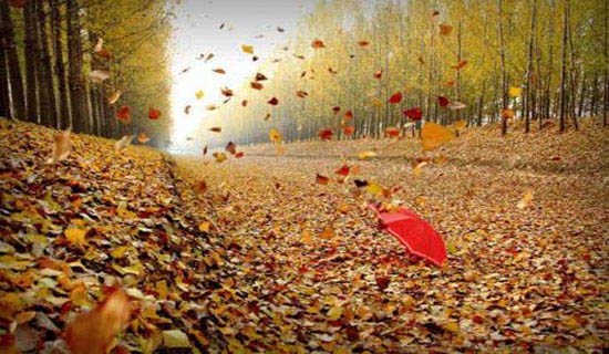 ��ڽ������