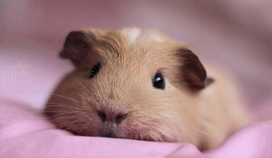 在思想的树林里流浪 诗歌欣赏