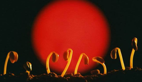 �Ȱ���������������650��