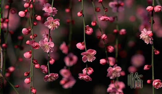 �ٴ�ҽʦ�����Ҽ�������