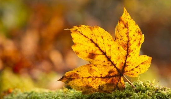 �����˵500������