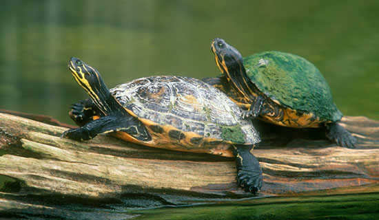 乌鸦喝水的续写范文