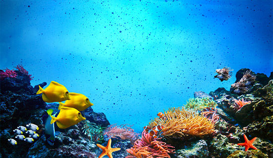 �ḻ��ʵ��������İ�ƪ