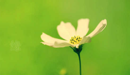 Ե���Եפ��ʫ��