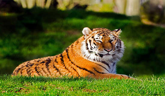 ����¹ӡ�Ĺ���