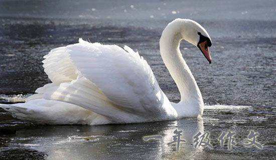 ��Ҷɡһ�꼶����