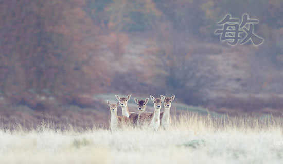 敏感者的独白散文
