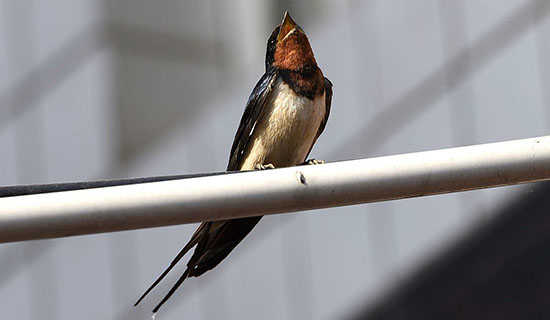 燕子妈妈说家规的故事