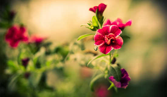 ����������������˵�θ巶��