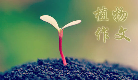 ������ֲ��԰֮�����꼶����