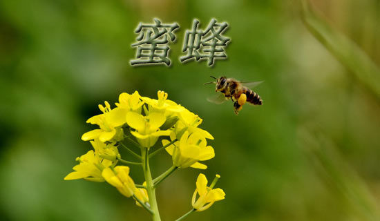 С�۷�ʧ�ټ����꼶����250��