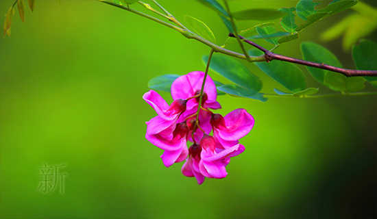 �º��ٻ����Ĺ���