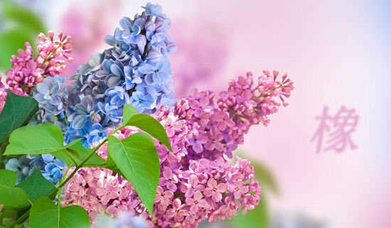 ����ͯ��С����