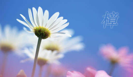 �����������Ĺ���