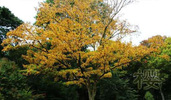 ӣ�����µ���������ͯ������