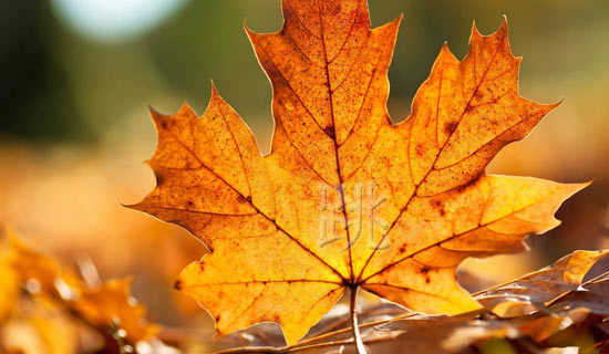 ���鲼����ͯ������