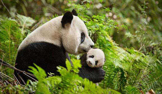 大堰河我的保姆的说课稿