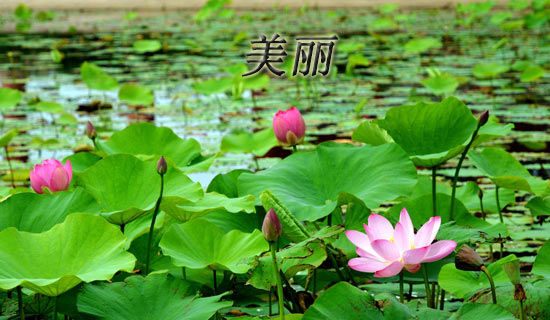 美丽的星空六年级作文350字