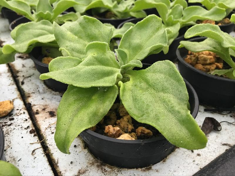 �������ɳ��������