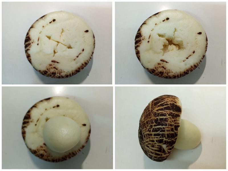 �㹽��ͷ������