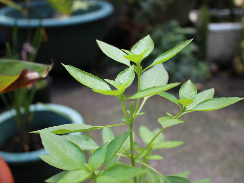 ���ƽ�������