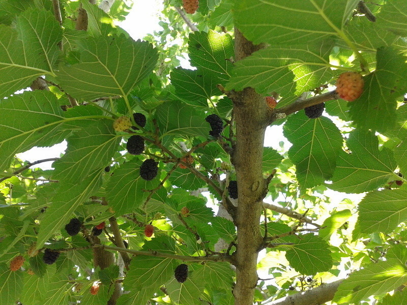 ���ƹ���5----ɣ驲�ݮ����������