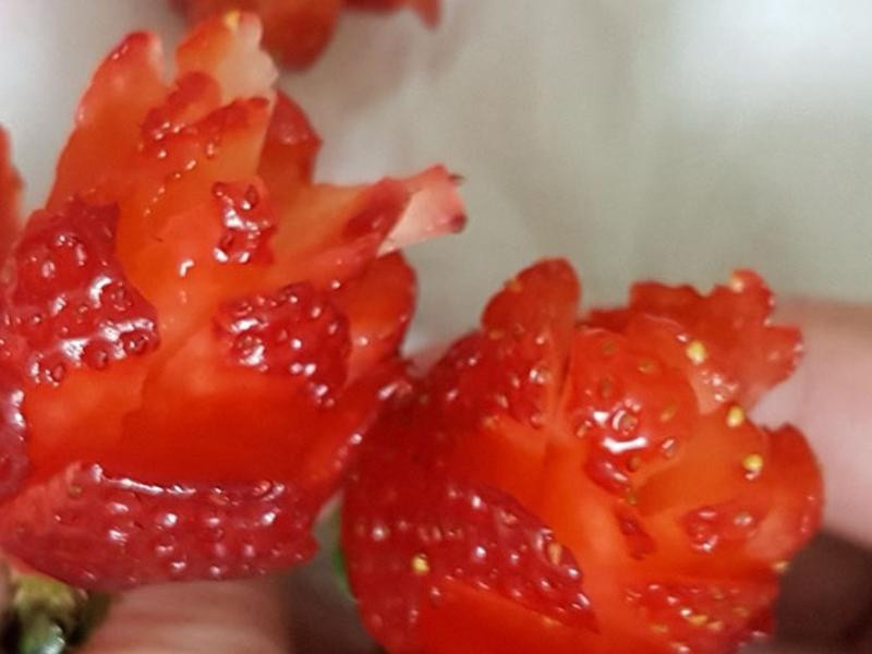 ����õ��ݮ����������