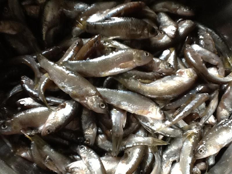 ����СϪ�㣨ըϪ�磩������