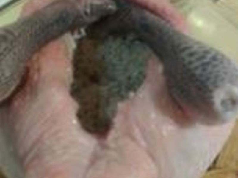 �˺dŴ�׼�������