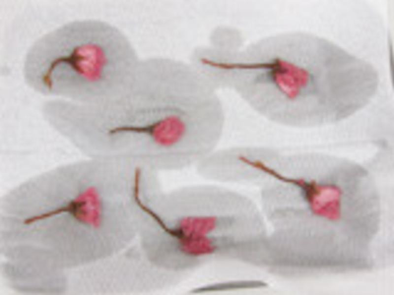 ӣ�����ڰ�������