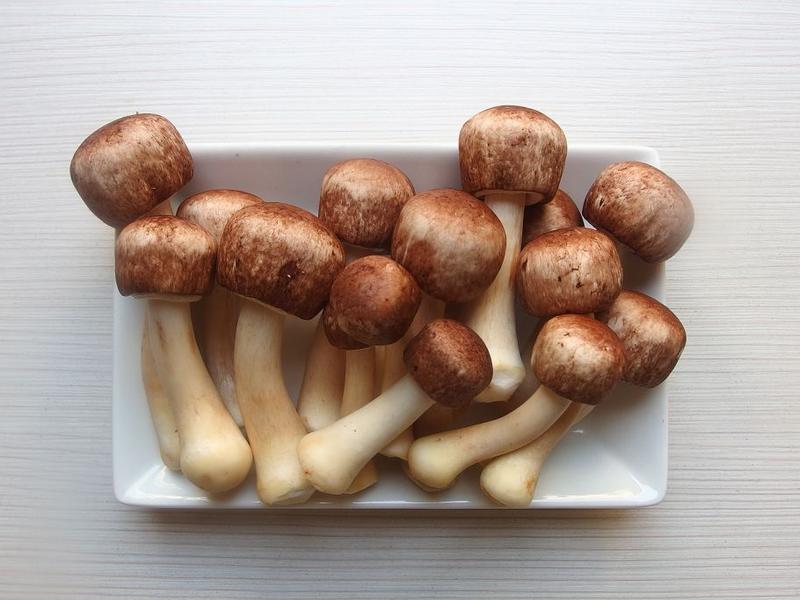 ������Ģ��������������