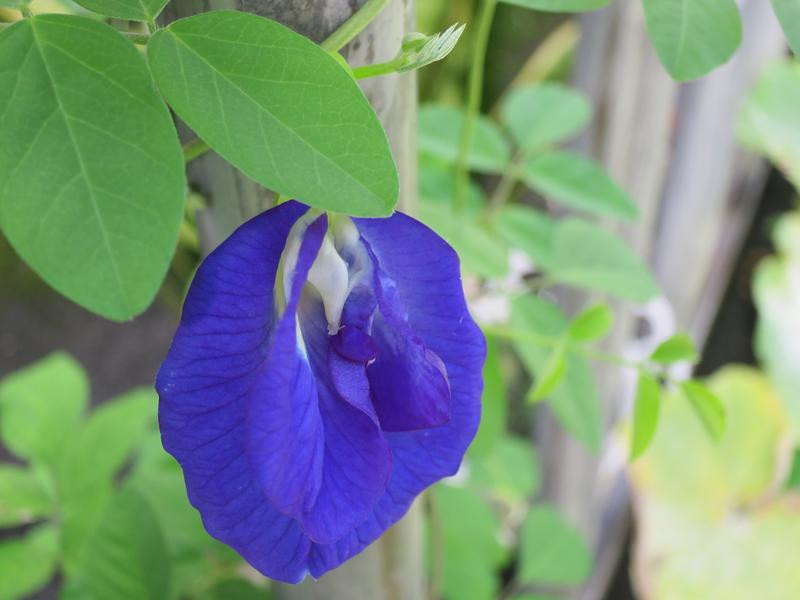 ������ͷ������