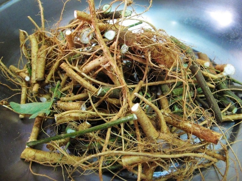 ��θʳ���ľ�β�ݼ���������