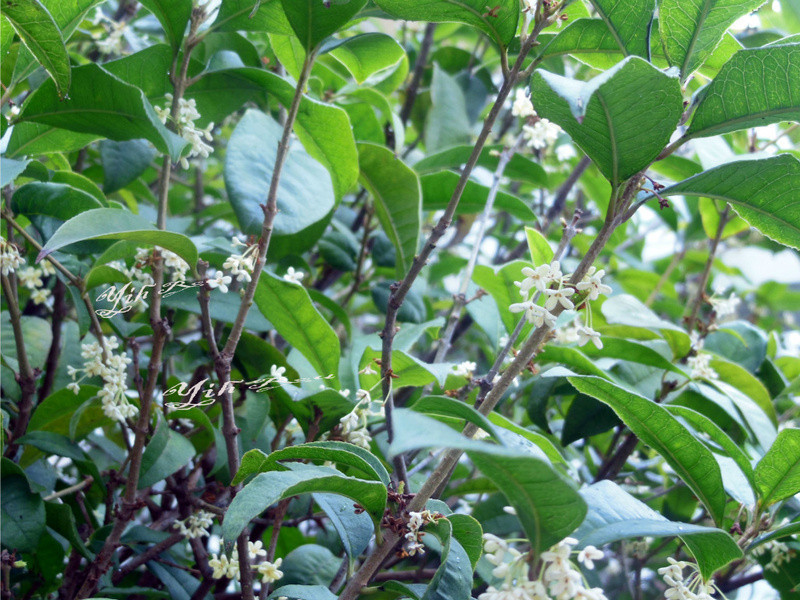 ?������ʳ?̫�������۲������