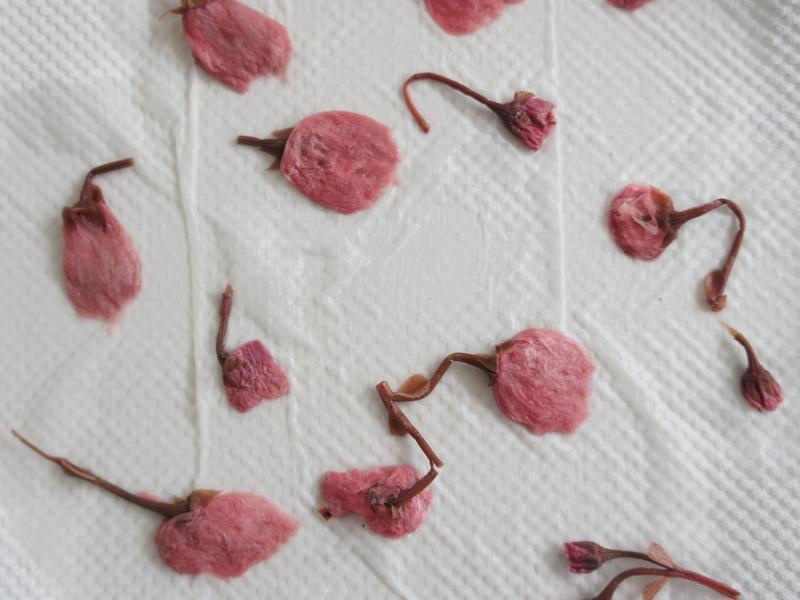 ��ӣ���硿�̲��ݷ絰�������