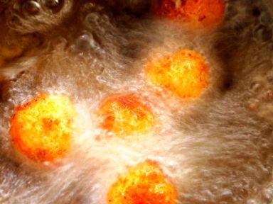 ����֥ʿһ������������