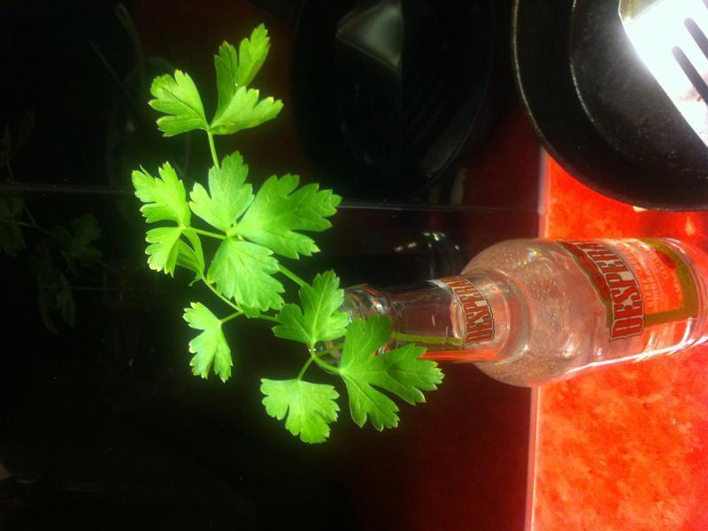 �عϼҳ���������