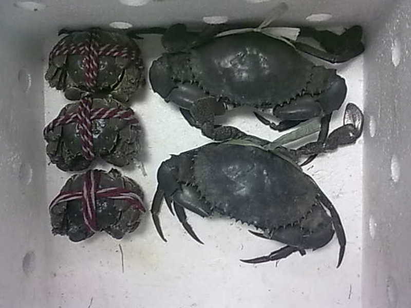 ��һ���з��������