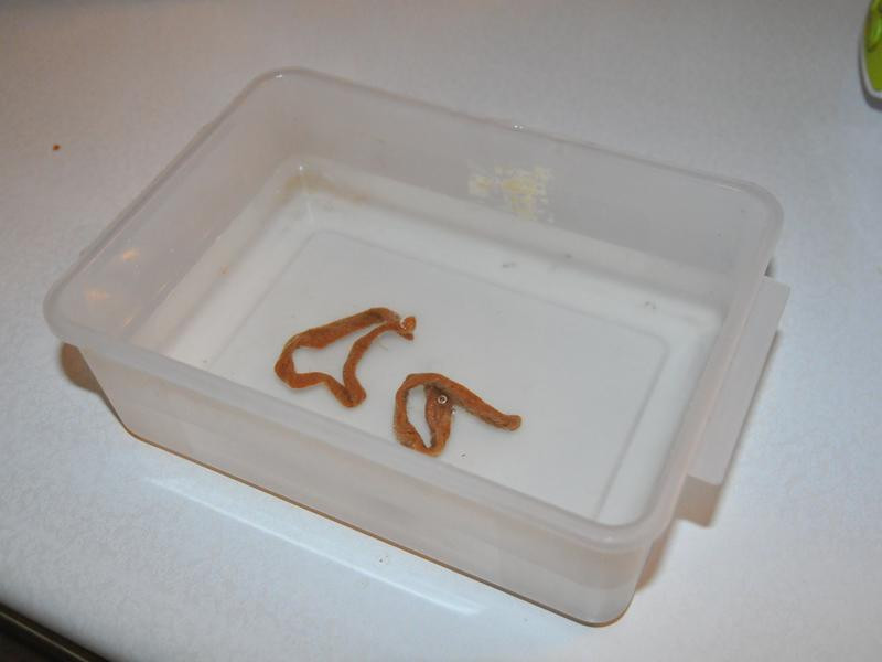 �˸�������������